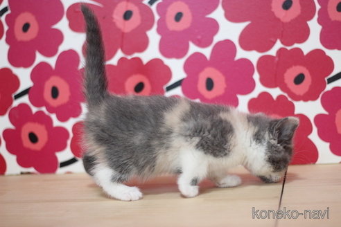 成約済の東京都のブリティッシュショートヘア-67930の2枚目